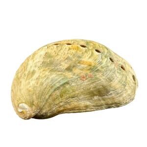 Natural Seashell Common Abalone Mollusk Striated 3 Inch Harvested 1980s